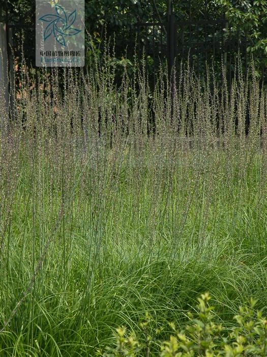 本草图经作者是谁，《本草图经》的作者（芎藭 蘼蕪 藁本）