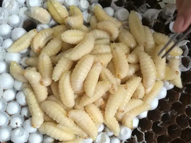 云南新平腌菜的腌制方法，云南《傣味水腌菜》的八种经典吃法