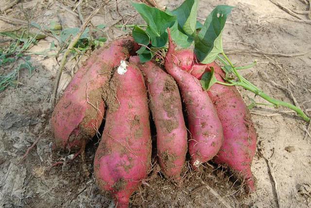 哪些是碳水食物,碳水化合物是什么食物有哪些(含高碳水化合物的食物有哪些) 哪些是碳水食物,碳水化合物是什么食物有哪些(含高碳水化合物的食物有哪些)