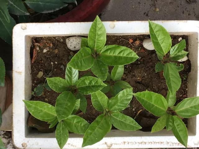 霸王花是火龙果的花吗，昙花、霸王花、火龙果花和令箭荷花的区别（奶奶把一根枝插土里）