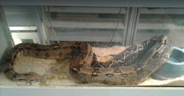 苏卡塔尔陆龟能长多大,苏卡塔尔陆龟生长速度(到底该给我的爬宠多大的