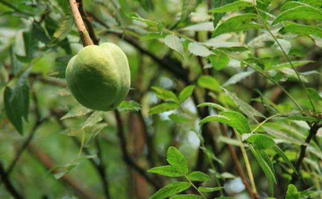 文冠果（文冠果树），文冠果：被埋没的中华特产（文冠果的果）