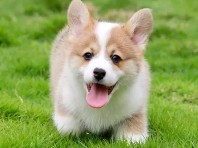 公认最温顺的七种狗你家上榜了吗，狗狗温顺度排行榜：这7种狗狗