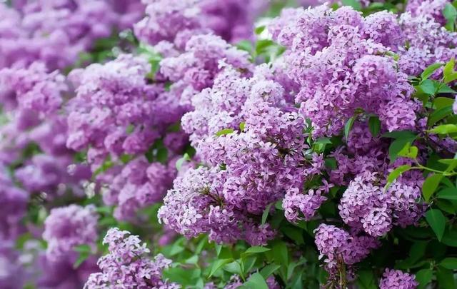 国花是什么，世界各国国花<第一辑>（俄罗斯的国花是什么）