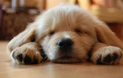 怎么让狗狗固定去厕所尿尿，怎么能让狗狗在固定的地方尿和拉（轻松让狗狗定点大小便）