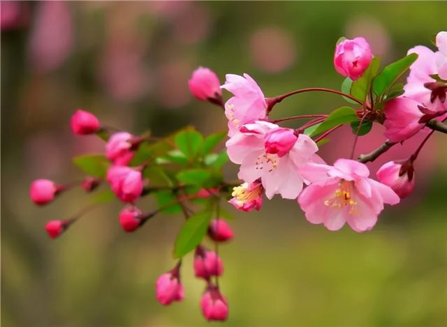 桃花的叶子像什么，桃花有叶子吗（如何分辨桃花、杏花、梨花、梅花、樱花、李子花、海棠花……）
