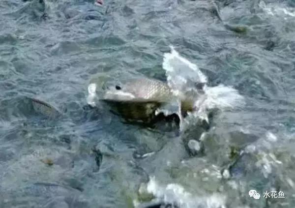 用什么农药药鱼，用什么农药药鱼最厉害（常用鱼药的优缺点与药用量及品种禁忌）