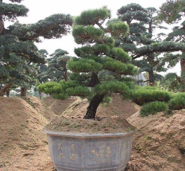 1米塔柏树苗价格多少钱一棵，1米高塔柏价格（这5类苗正在涨价）