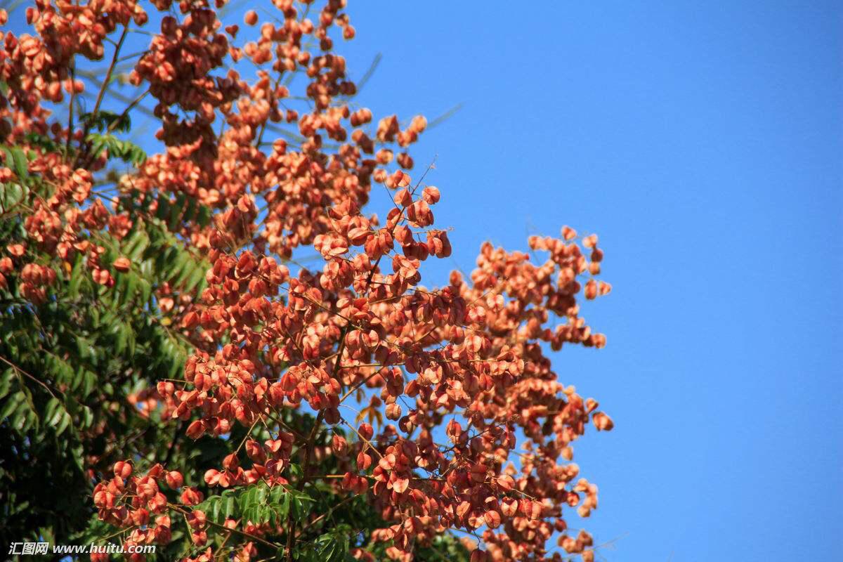 什么是栾树，什么栾树蜜多（中药材栾华）