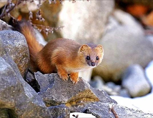 貂和黄鼠狼的区别，雪貂和黄鼠狼的区别（生物相册：黄鼠狼）
