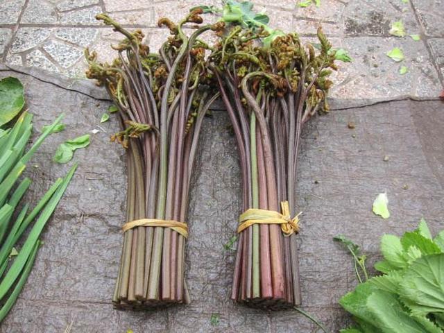 野生白花菜图片，野白花菜的功效与作用与禁忌（20种常见野菜辨别图）