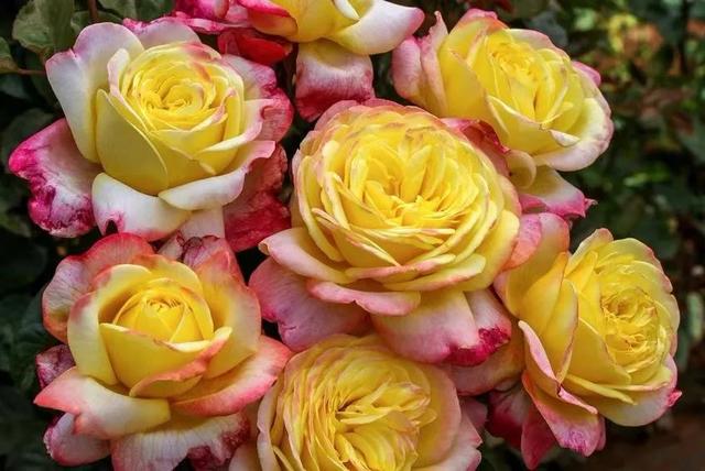 月季开花时间介绍。，月季开花时间介绍图片（不怕黄叶和感染病虫害）