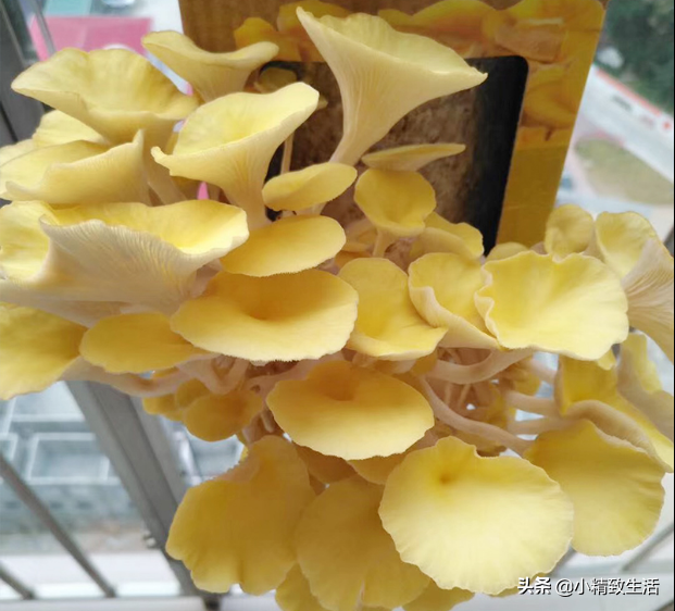 种植蘑菇菇方法，种植蘑菇菇方法有哪些（自己种的就是香）