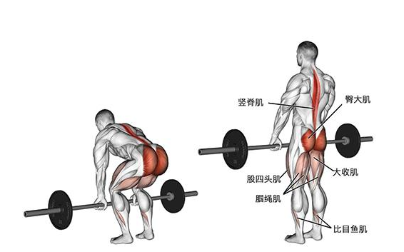硬拉