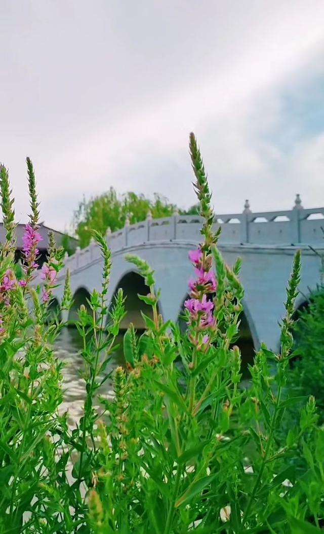 花头像图片大全，好看的花儿头像微信（相遇的瞬间）