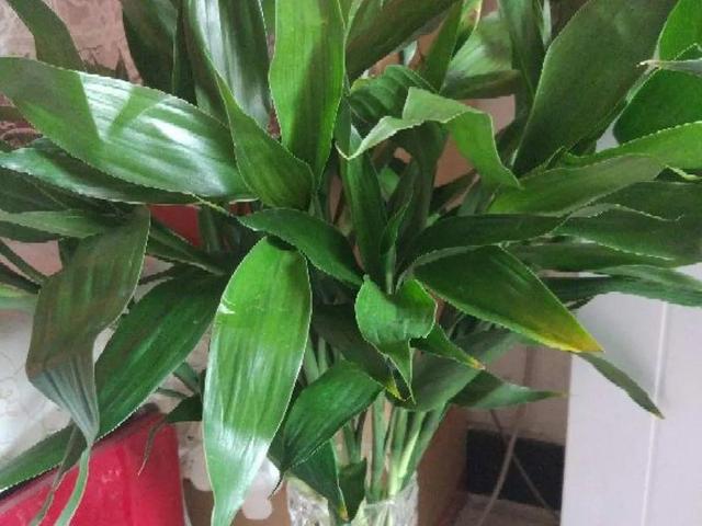 栀子花叶子发黄是什么原因，栀子花叶子发黄的原因是什么（栀子花叶子发黄）