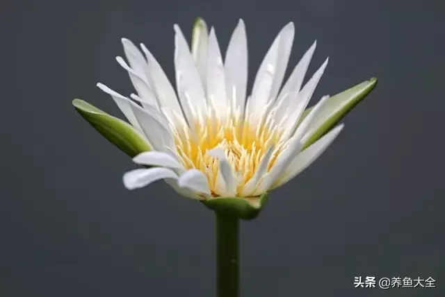 莲花的别称有哪些，莲花的别称有哪些拼音（ 太齐全太珍贵了）