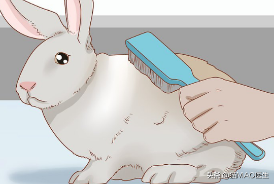 小白兔用什么辨别气味，小白兔的气味是什么味道（邻居小妹抓了一只兔子不知道怎么养）