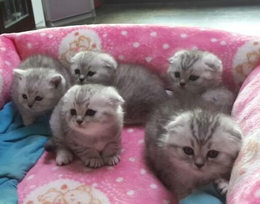 苏格兰折耳猫图片，折耳猫有什么品种（让很多人都不敢养）