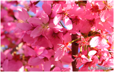 中国樱花有几个品种，中国樱花树品种（这81种樱花）