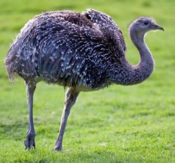 狗能吃虾头吗，狗可以吃虾头吗（10条动物冷知识……增长你的见识）