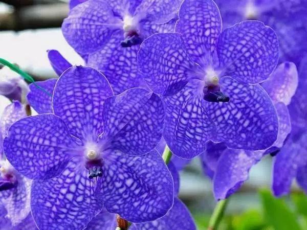 国花是什么，世界各国国花<第一辑>（俄罗斯的国花是什么）