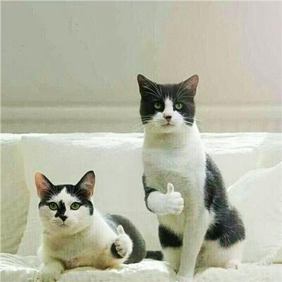 土豆创意取名（独特有趣的宠物名字一点都不大众化-可爱点）