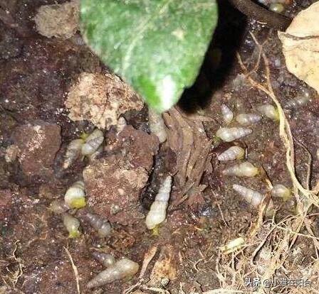 小虫怎么消灭小窍门，小飞虫怎么消灭最简单的方法厨房（花盆里有小虫子）