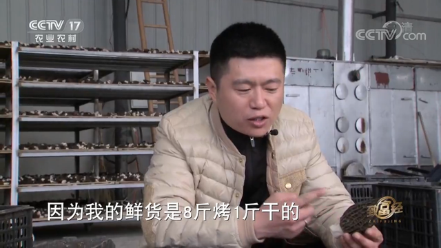 羊肚菌栽培技术，羊肚菌的种植方法和栽培技术是什么（亩产最高1000斤）