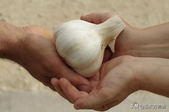 小葱和大葱的区别，小葱和大葱的区别有哪些（国内葱属蔬菜大全，你认识几个）