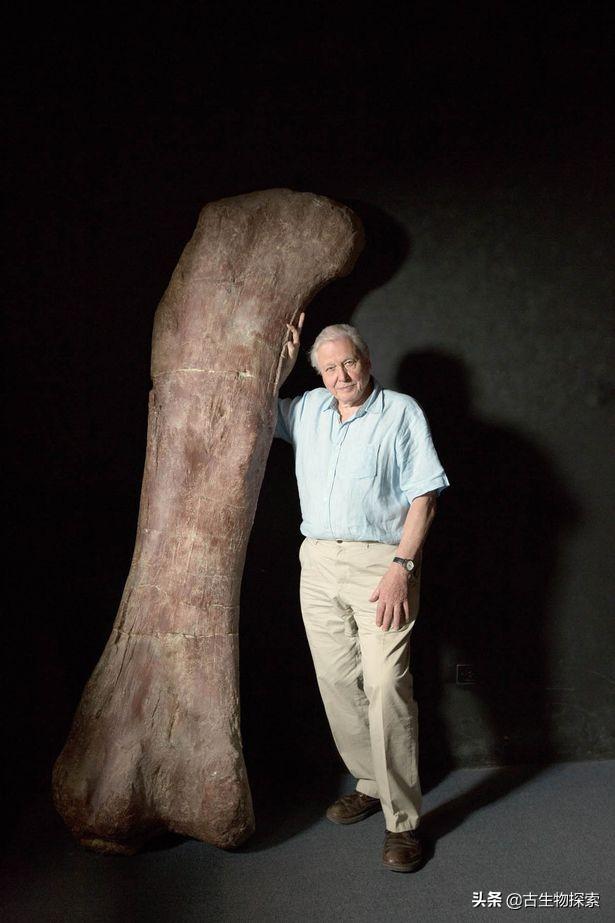 世界上有什么恐龙，世界上有几种恐龙（世界最大恐龙排行榜）