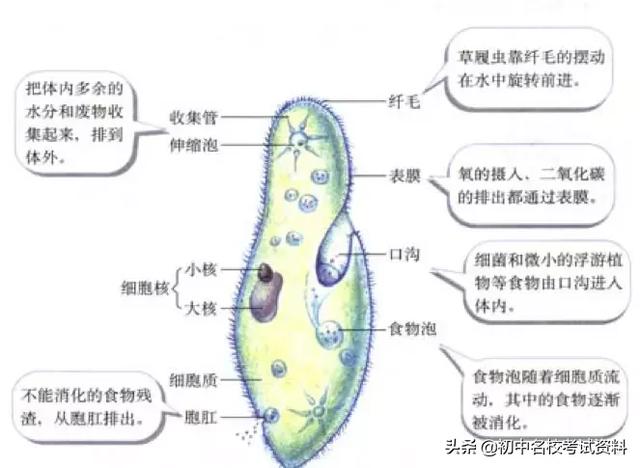 血型配对表图口诀，血型遗传规律表顺口溜（冲刺2020年中考-初中生物记忆口诀+知识点大全）