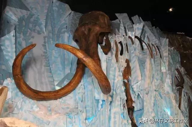 猛犸是什么东西，猛犸骨是什么东西（简单介绍一下猛犸象牙及其收藏价值）