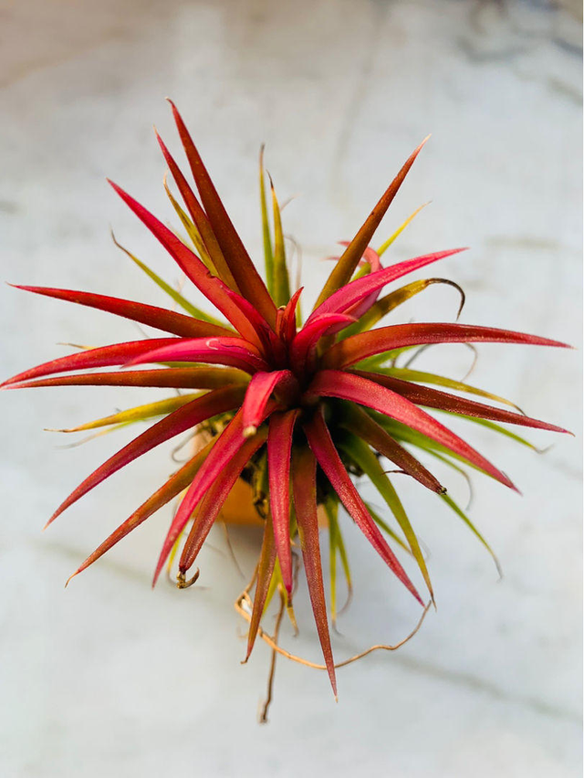 空气凤梨的浇水方法，空气凤梨植物室内养殖方法有哪些