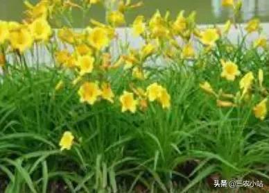 碱蓬菜的功效与作用，碱蓬的功效与作用（山野菜大全）