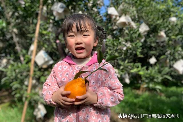 耙耙柑什么人不能吃，耙耙柑不能吃吗（好吃还不上火）