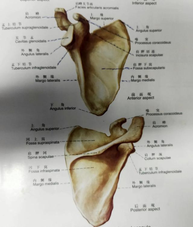 肩胛下角平对第几肋，肩胛下角一般平对第几肋（学习《X线读片指南》骨、关节系统——肩胛骨）
