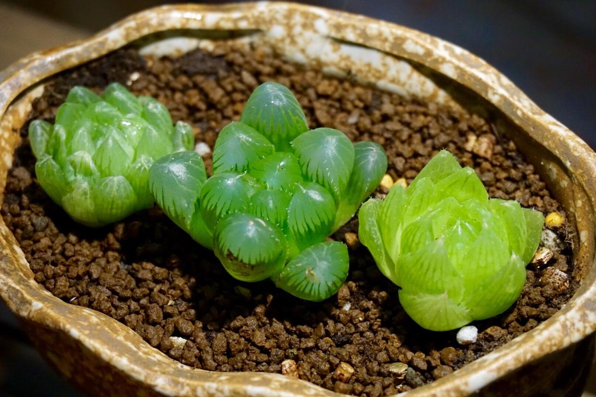 多肉玉露怎么才能养的晶莹剔透(玉露多肉好养活吗) - 彝家农业网