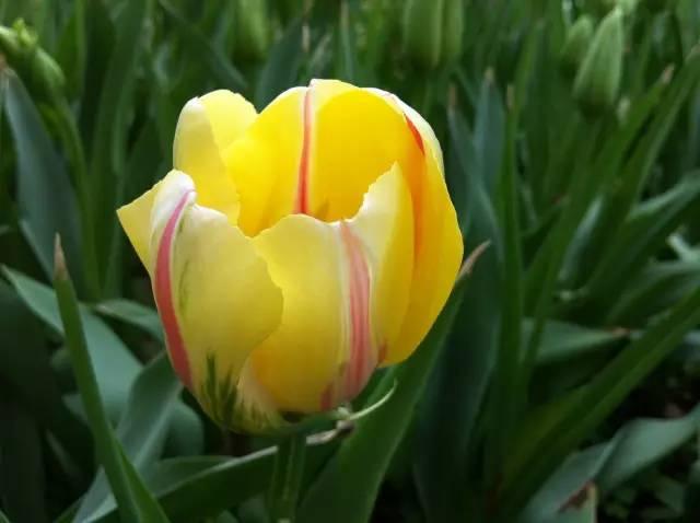 各种花的花语，各种花的花语爱情（史上最全花语大全）