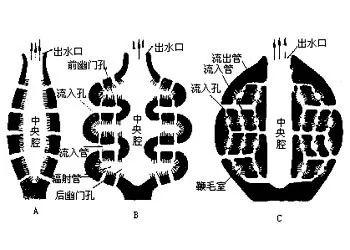 海绵体，海洋生物元老之一——海绵（海绵体能二次发育吗）