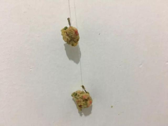 螺鲤2号野钓和什么搭配，螺鲤2号夏天用效果好吗（老钓友分享螺鲤使用方法）