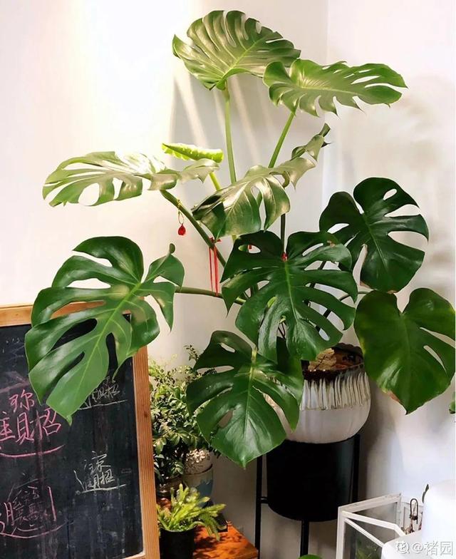 吸收甲醛的植物，哪种植物具有吸收甲醛的功能（净化空气最厉害）