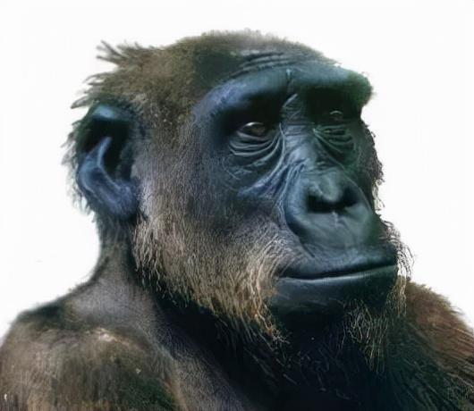 宇宙进化系统，为什么只有人类进化出高度发达的大脑