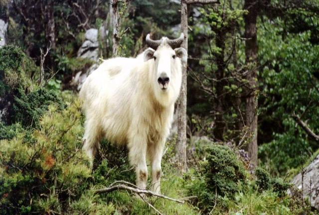 什么动物最容易摔跤，什么动物最容易摔跤的（碗口粗的树都能将其撞断）