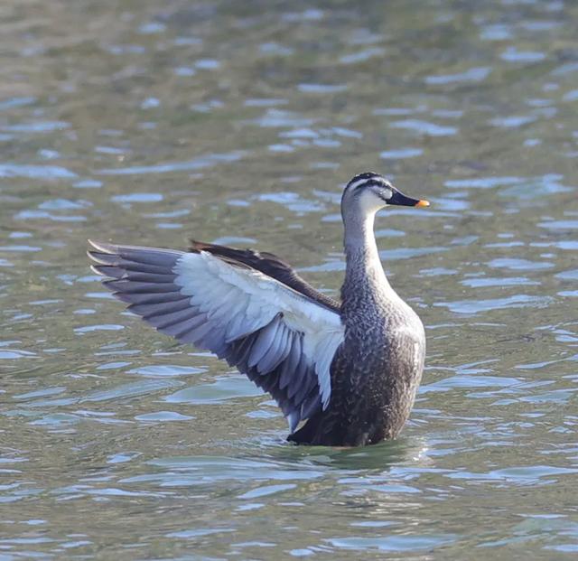 野鸭的种类有哪些，野鸭子有哪几种（TA就是野鸭中最靓的仔）