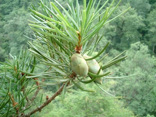 国家一级保护植物的名单，国家一级保护植物简介（植物世界丨国家一级重点保护野生植物名录）