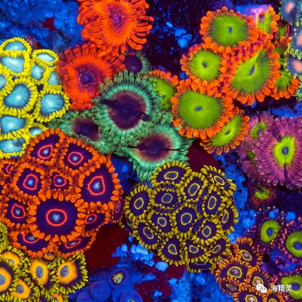 这种毒素主要存在于一些海葵,软珊瑚,纽扣珊瑚之中