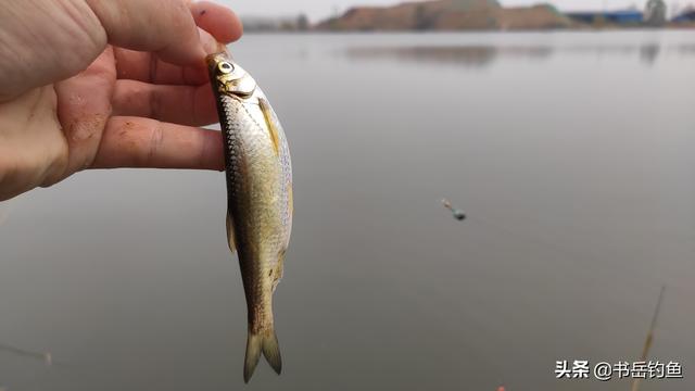 路亚钓鱼用什么假饵好，路亚钓鱼都是用假饵吗（亮片三种经典仿鱼型拟饵的优劣以及功用）