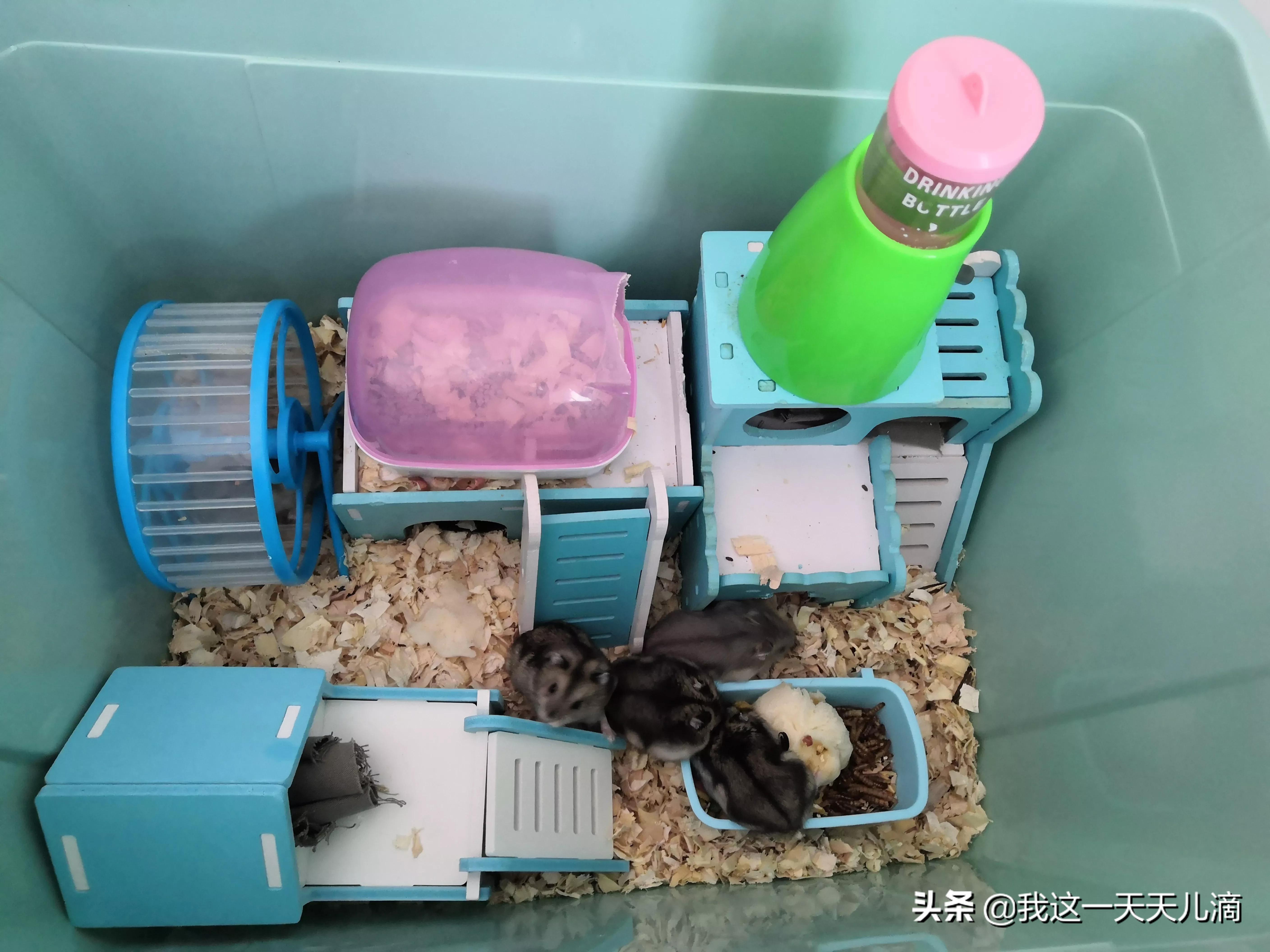 仓鼠能吃葡萄吗(小仓鼠可以吃葡萄吗)