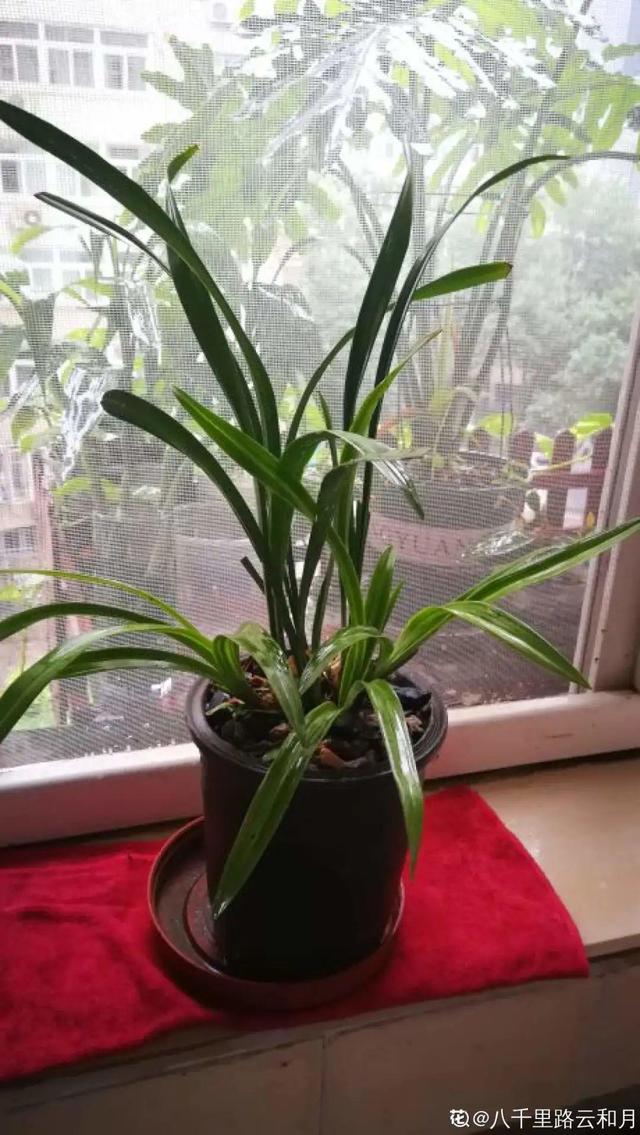 香草兰花怎么养，香兰草怎么种植（屋里养盆“香水花”）